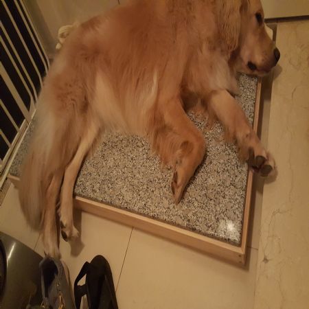 강아지 냉 돌침대 완성